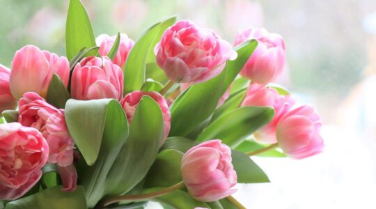 Tulipany